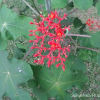 Jatropha podagrica Hook.